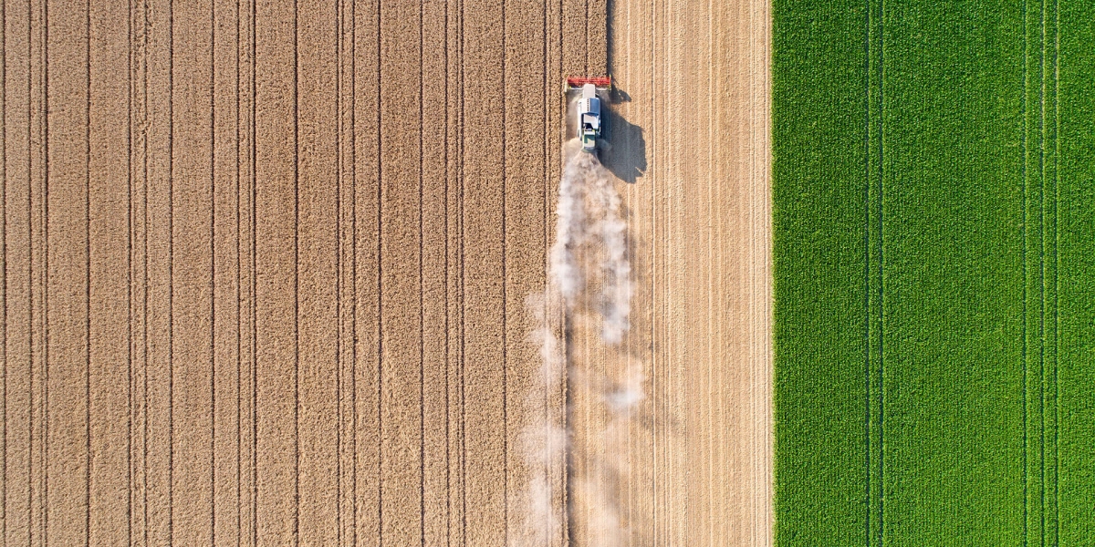 Harvesting a wheat field, dust clouds