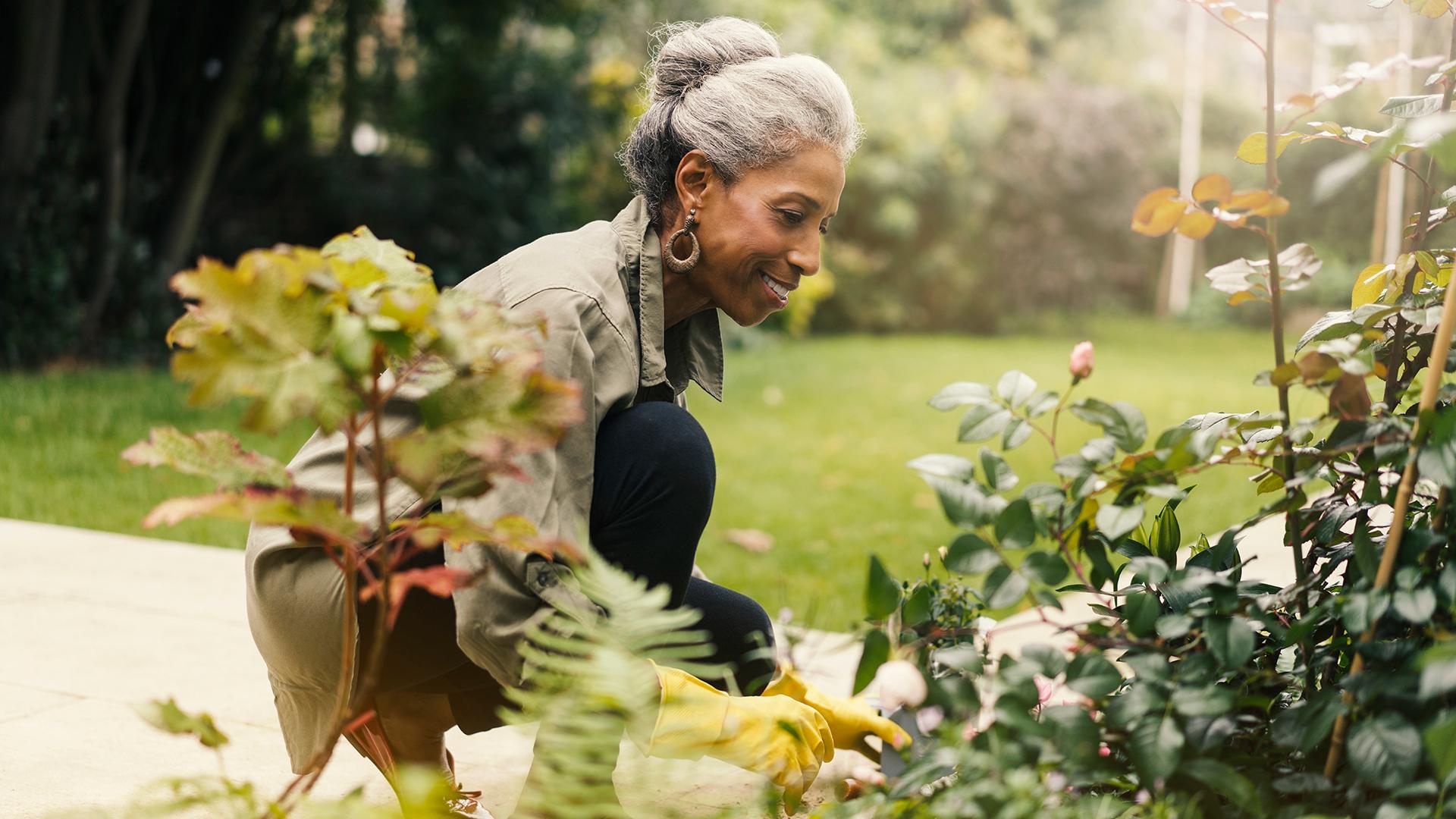 Retired senior woman gardening in back yard 
