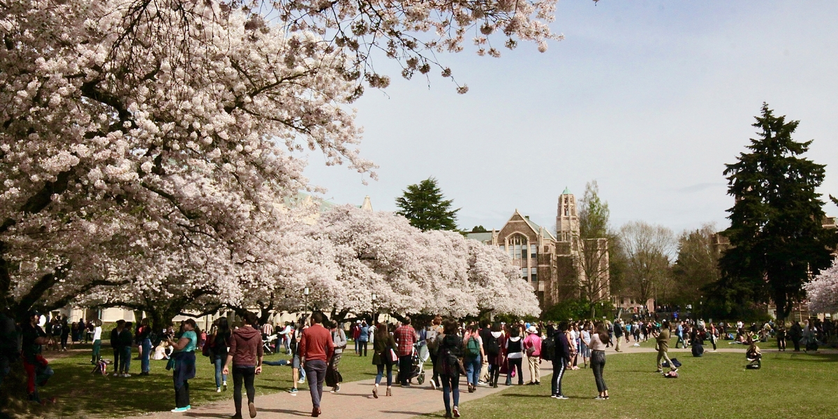Trees blossoming on campus