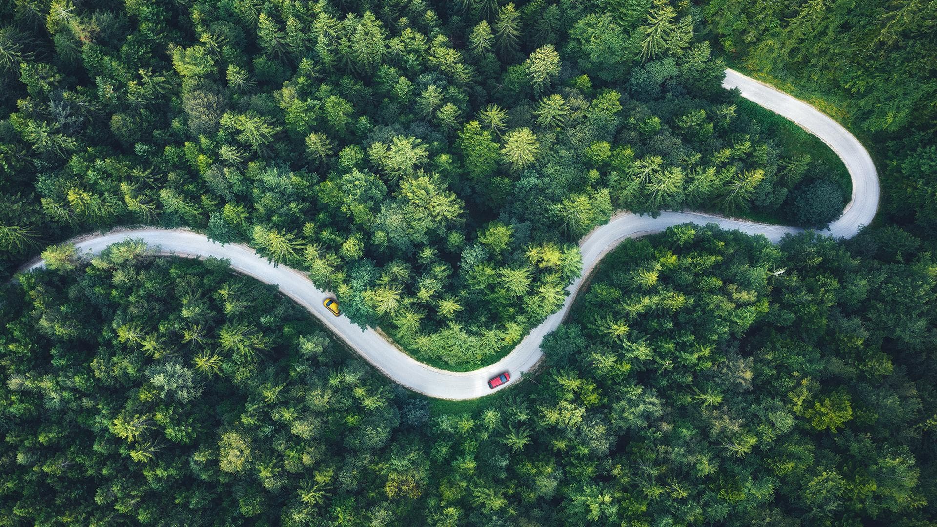 Cars driving on Idyllic winding road through the green forest.