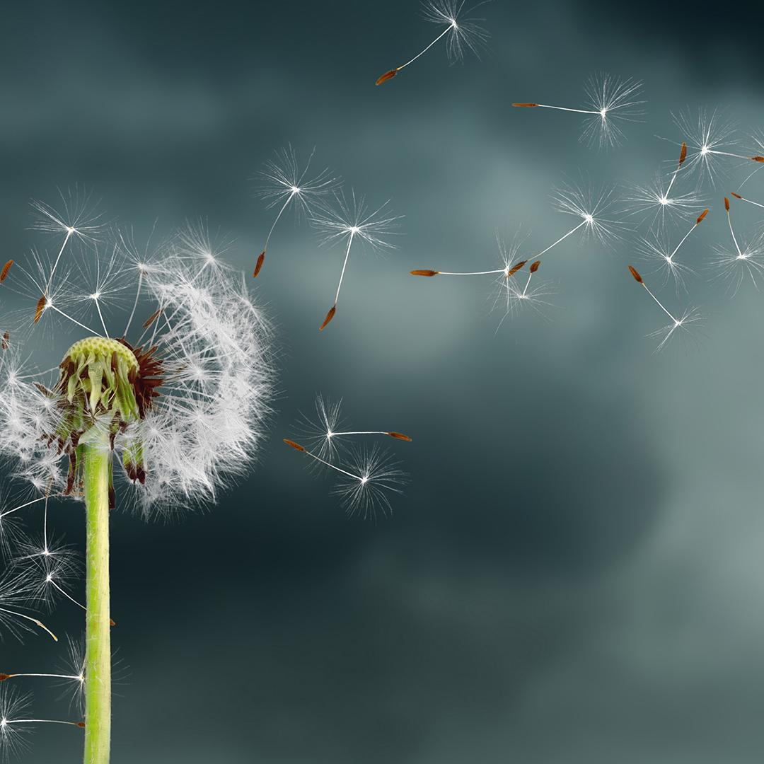 A dandelion stalk with seeds being blown into the air.